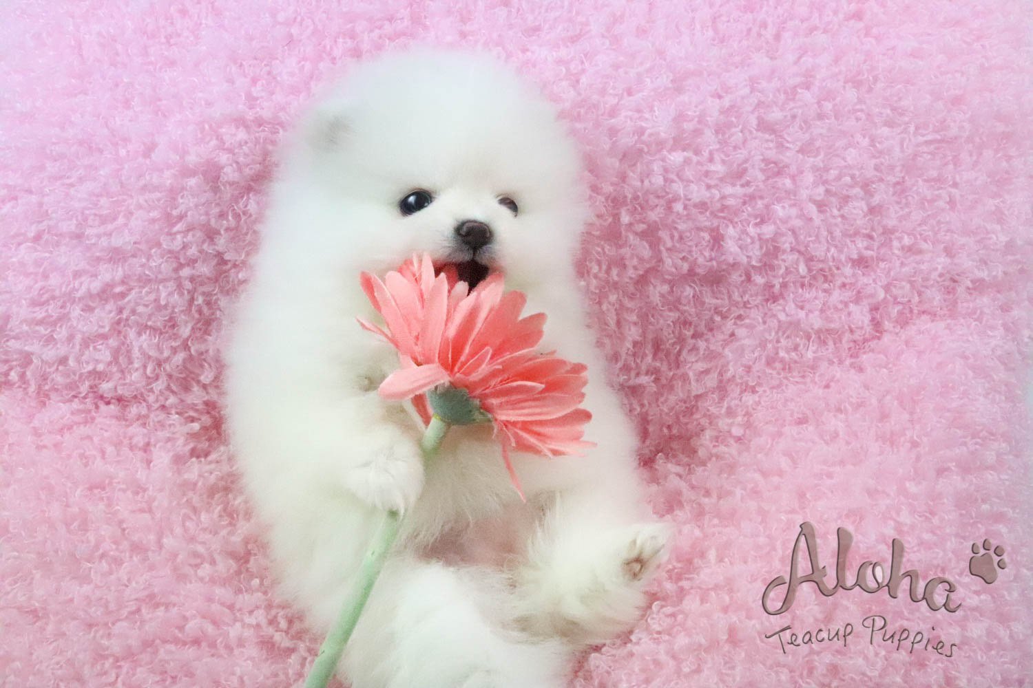 Cute baby teacup puppies sales