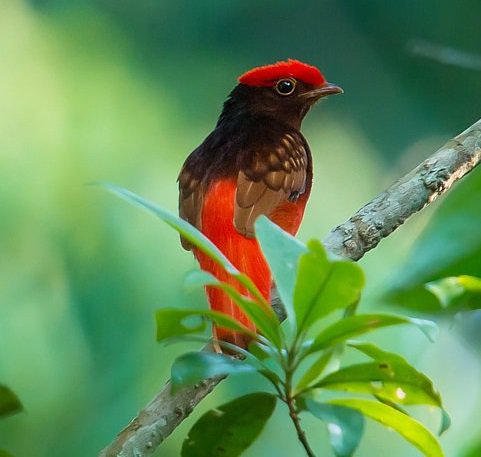 World Birds Guianan Red Cotinga Phoenicircus Carnifex Painting Art World Birds Guianan Red Cotinga Phoenicircus Carnifex Painting Art