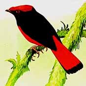 World Birds Guianan Red Cotinga Phoenicircus Carnifex Painting Art World Birds Guianan Red Cotinga Phoenicircus Carnifex Painting Art