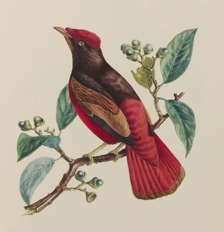 World Birds Guianan Red Cotinga Phoenicircus Carnifex Painting Art World Birds Guianan Red Cotinga Phoenicircus Carnifex Painting Art