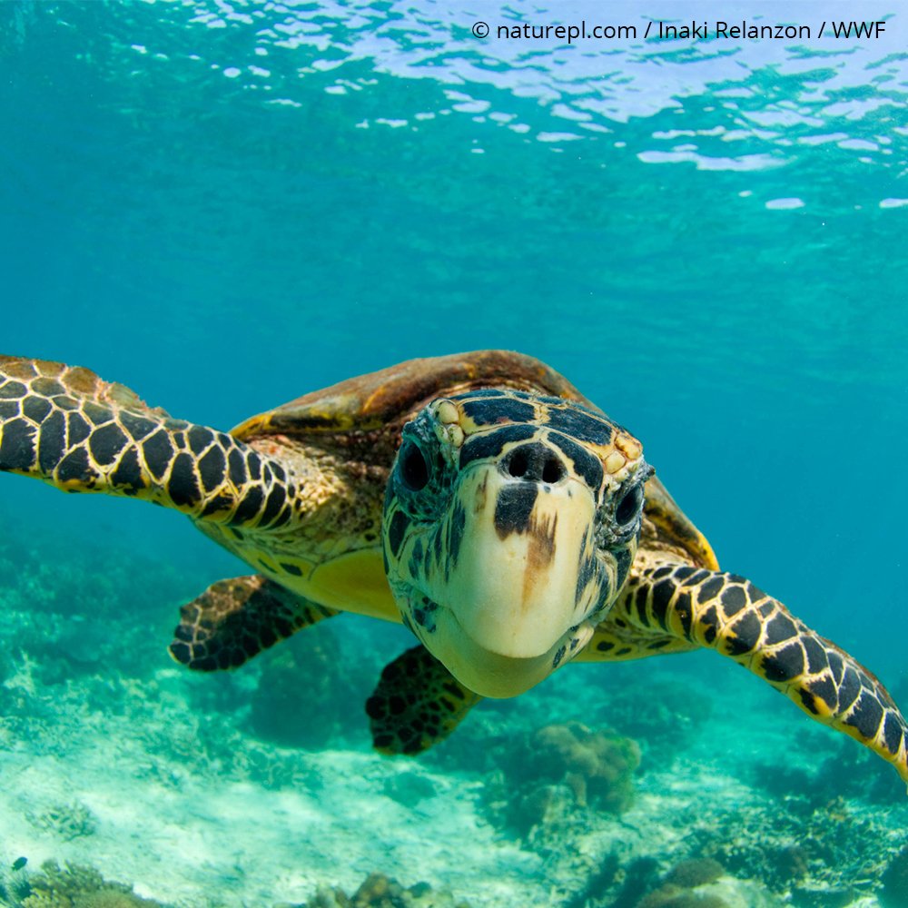 World Wildlife Fund on Twitter: "Happy #WorldTurtleDay!…