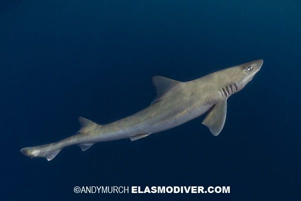 FinsUnited's tweet photo. #Finfact: the brown smooth-hound (Mustelus henlei), also known as the ‘mud #shark,’ ‘dogfish,’ ‘paloma,’ ‘sand shark,’ and ‘Henle's shark,’ is a slender shark, brown coloured on top, while it sports a silvery underbelly. More on #TFUI #BiteBlog: https://t.co/gYYVai1i6s https://t.co/014k8OlcTO