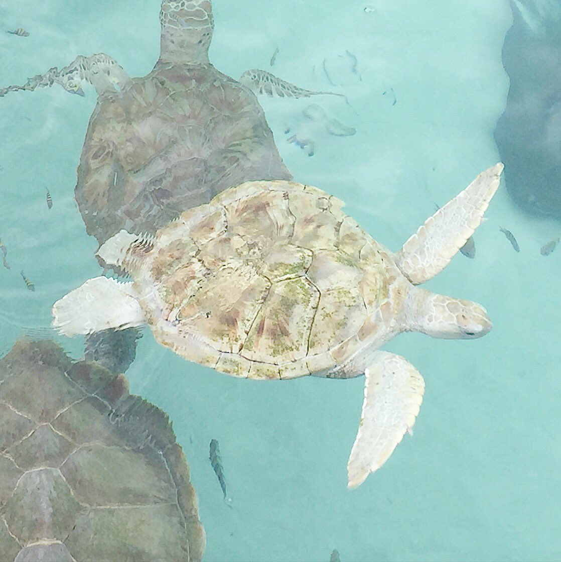 beccacadue's tweet photo. Happy #WorldTurtleDay 🐢🐢🐢
#savetheturtles #SayNoToPlastic #ygk https://t.co/egyRQP7iQO
