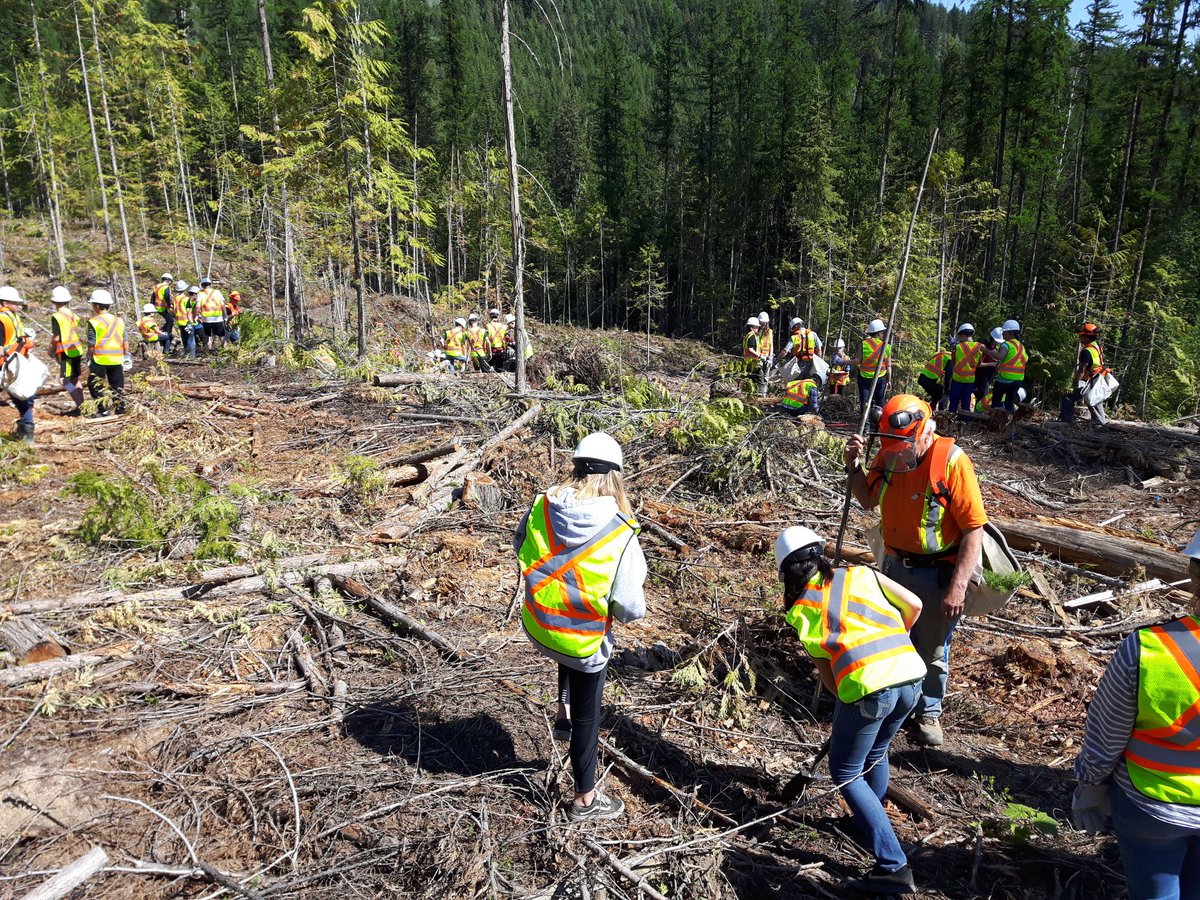 Gr. 8 Charles Bloom students planting seedlings on the @SD22Vernon Forestry Program Woodlot.