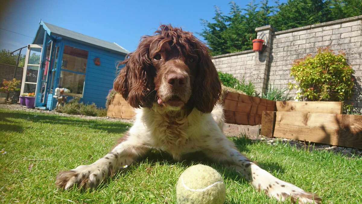 PSOSDogs's tweet image. #PDRexi is enjoying her reward for a great find in a property along with officers from @GlasgowSEPolice #WellDeserved #DugsNotDrugs #HideNSeekChamp 🐾