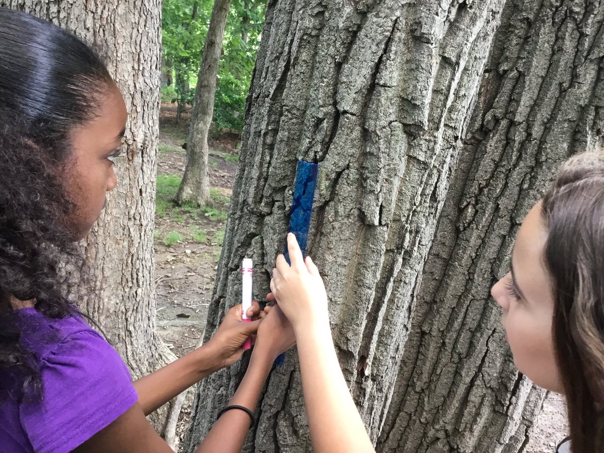 SlavinTeach's tweet image. Look what can happen when you take #mathoutside! #CUBEProgram @APSMath @APSscience