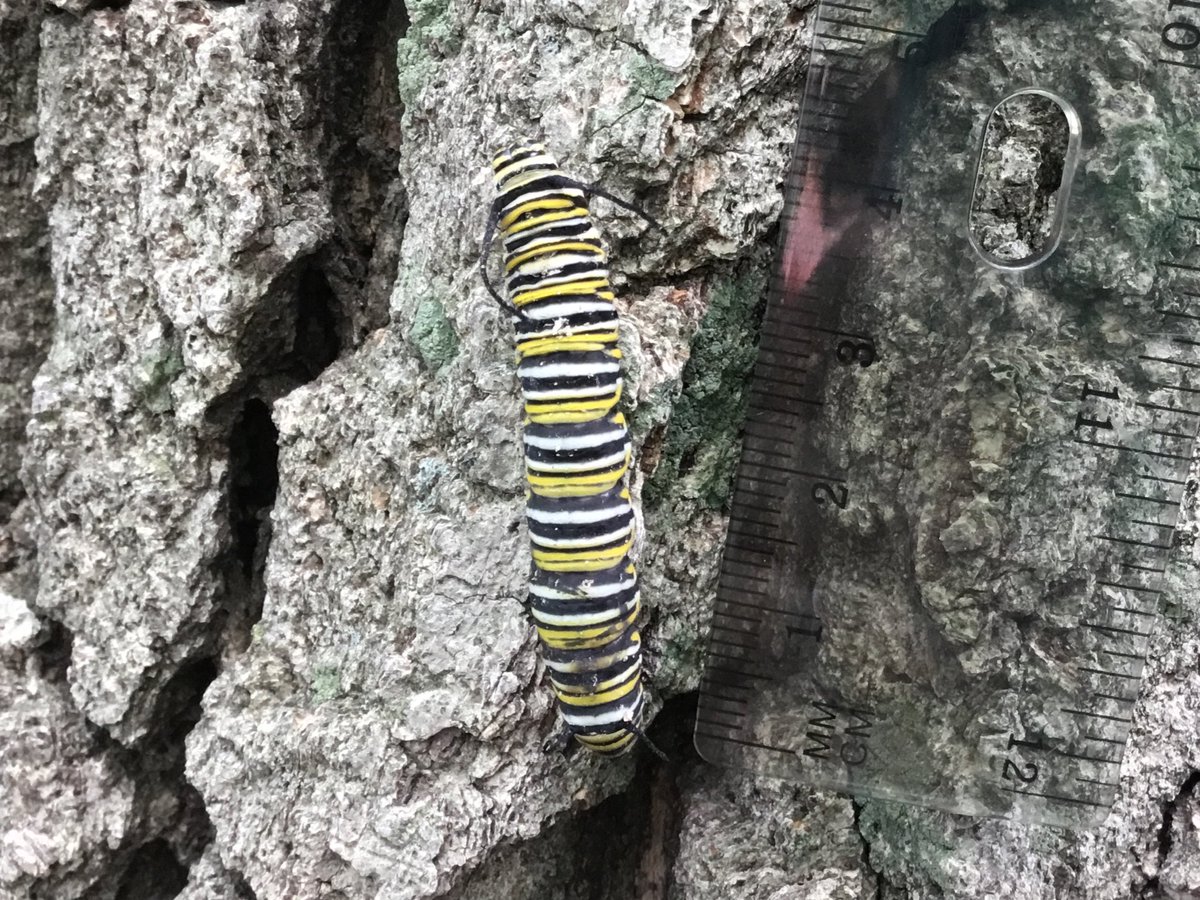 SlavinTeach's tweet image. Look what can happen when you take #mathoutside! #CUBEProgram @APSMath @APSscience