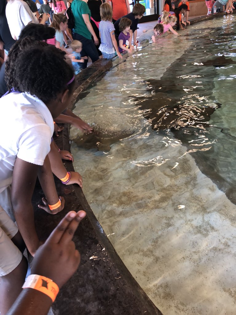 katie_korando's tweet photo. @CEeagles third graders went to the KC Zoo yesterday. We loved Sting Ray Bay! https://t.co/uxn1BstRuP