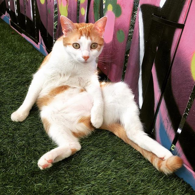 shefla's tweet photo. https://t.co/HQfDQA4uRb POSEYYY #lechat #posey #cat #chat #jeanmarc #sun #afterwork #lyon #sexycat https://t.co/4wXHONLuYK