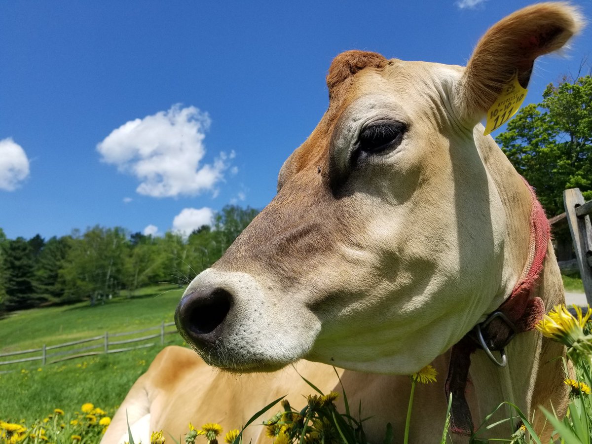 Perfect afternoon for a nap in the sunshine. 🌞🐮🌻#Farmsforcitykids #Springbrookfarm #happycows #summeriscoming #springflowers #bluesky