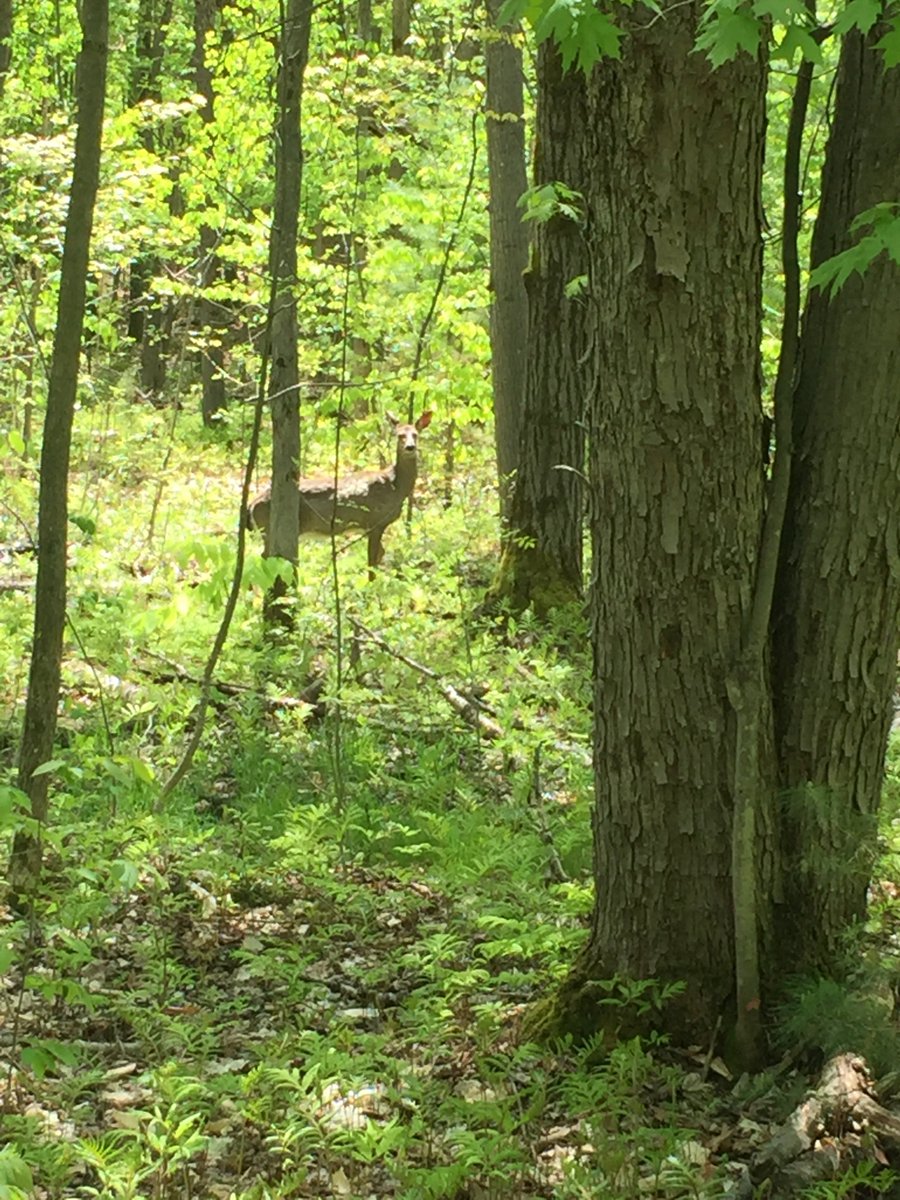 SherylScottYMM's tweet photo. The beauty of living &amp; working in cottage country, looking at cottages today and came across a doe &amp; fawn, the fawn is hiding! #cottagecountry #nature #springtime #baby #muskoka https://t.co/cWgU0QVZfw