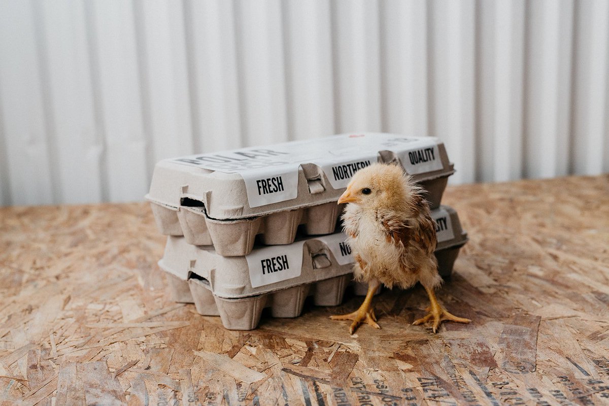 We got back some fantastic photos done by the amazing Josh Dookhie! (joshdookhiephotography.com)  Here is just a little sneak photo and check out our website for a few other photos #PolarEgg #joshdookhiephotography