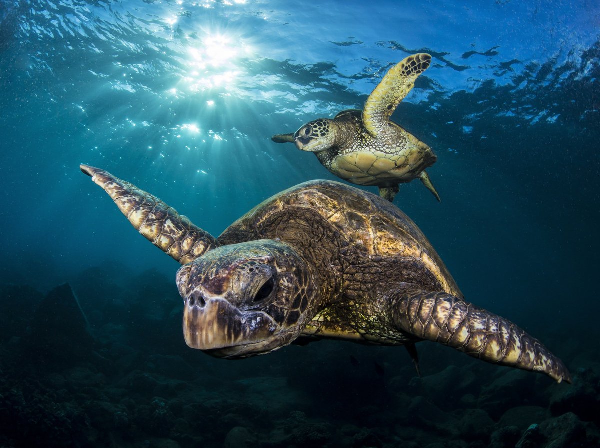 univmiami's tweet photo. Shell-ebrating #WorldTurtleDay with green sea turtles at Riviera Beach, Florida photographed by Tony Cherbas, 2nd place winner of the 2017 @UMiamiRSMAS underwater photo contest. View more award winning photos 👉 https://t.co/jAd9ZBYaoz   🐢🐢 https://t.co/5P5rvCLztg