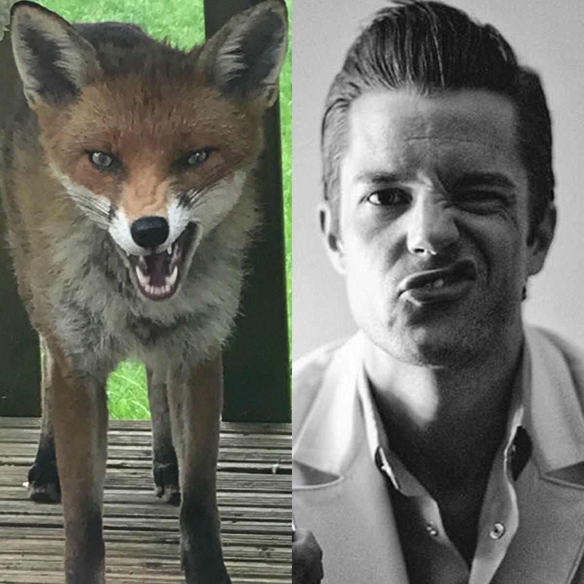 Amelia79's tweet photo. When your #notmyfox pulls this face and you’re instantly reminded of @BrandonFlowers @thekillers #brandonflowers https://t.co/yyCfb7Nm6S