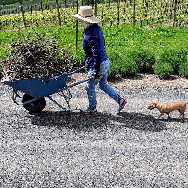 A midweek pick-me-up in the form of Scarlett O'Hair—the new @lenneestate vineyard pup, pulling her weight around the garden! ift.tt/2kkTNPI