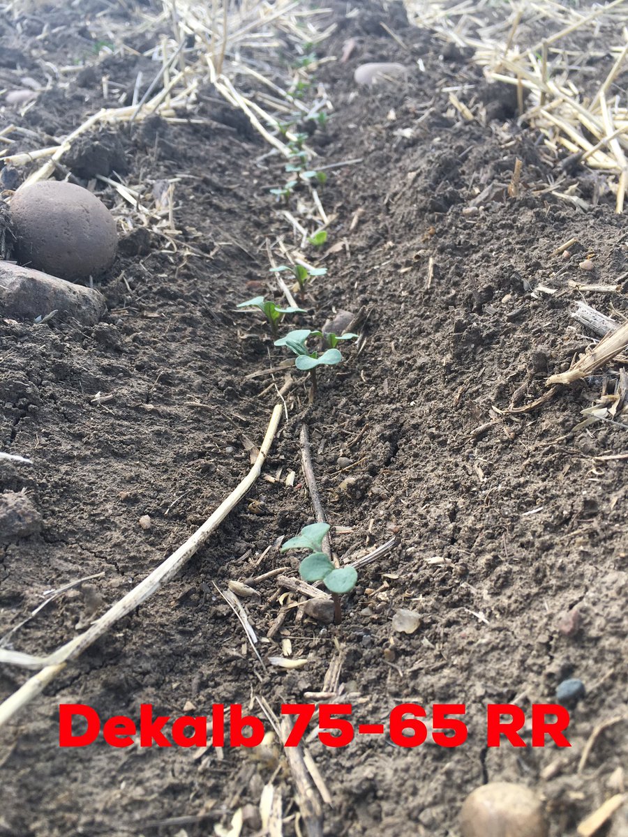 MegDesjardins's tweet photo. If you’ve ever walked fields with me you know how much I love seeing these little plant babies pop up!! 😍My Medicine Hat @DEKALB_Canada plots look great!! 👌🌱 #scout18 #westcdnag #ABag #plotseason18 https://t.co/LedLfS21Ma