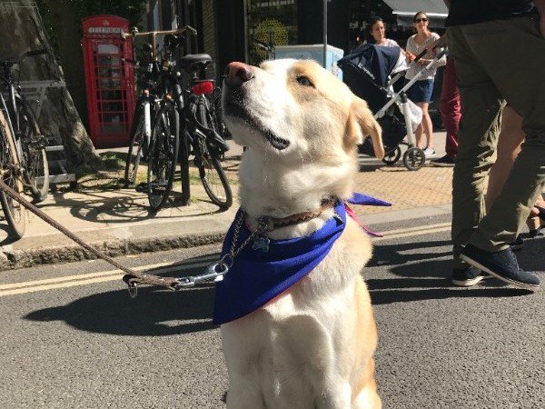 Cooling Bandanas for Cool Dogs - It is finally the right weather! - eepurl.com/dvQCBk