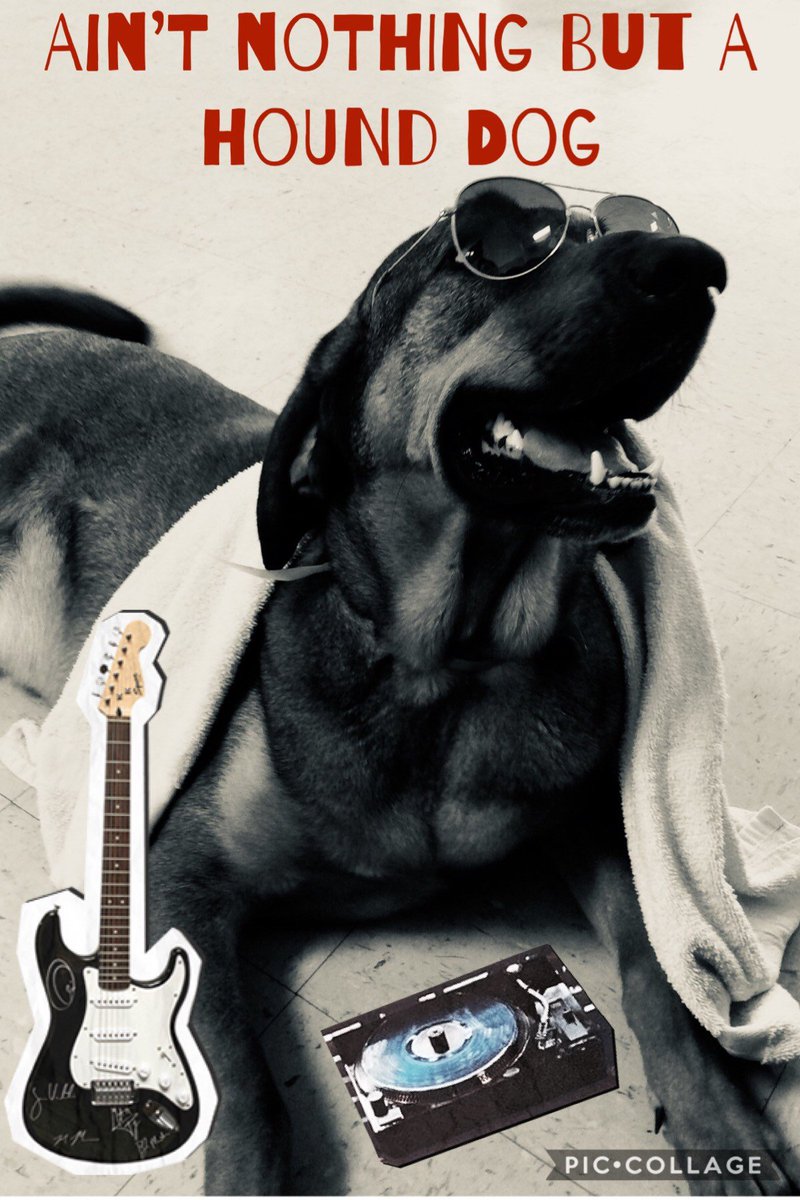 PPRWillClayton's tweet photo. Do you have a favorite song about pets?? Check out this link for a list of top dog song and comment with your favorite song!! https://t.co/vYj4TvJQ1B https://t.co/UMtChV1xPK