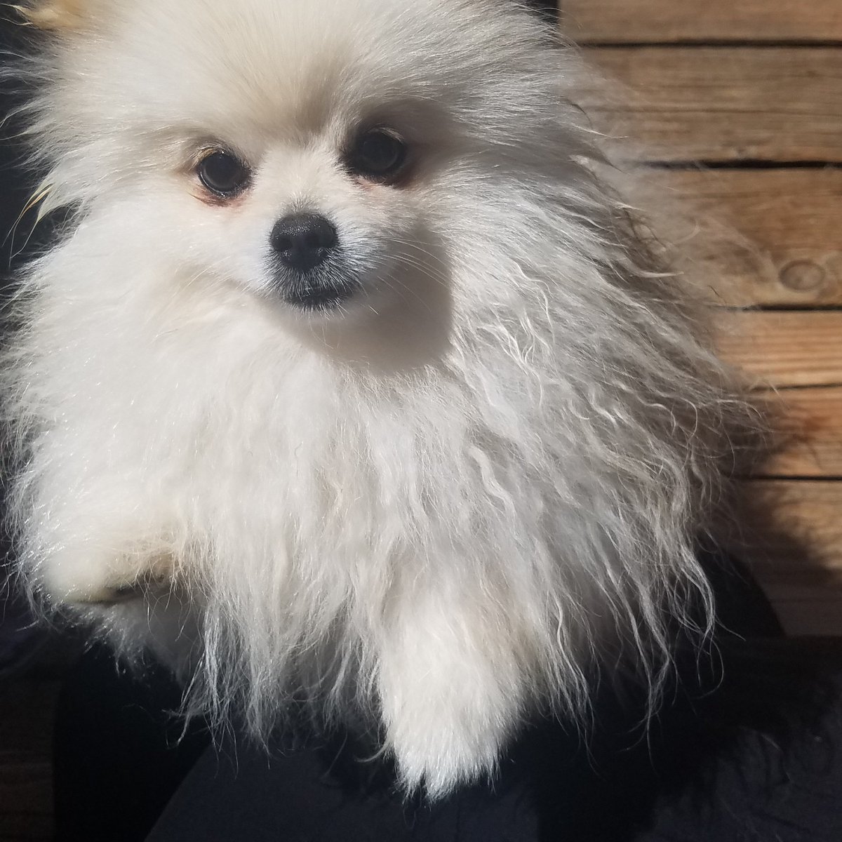 AliciaRenata's tweet photo. https://t.co/flxqRpVQWZ
#blogger #bloggerrt #blog #bloggers #bloggerslife  #qualityblogrt @rtbloggers @sincerelyessie @mollieblog #femalebloggerrt @millenialgals #thebloggercrowd #bblogrt #dog #dogs #dogpack #dogmom #fuzzybutts  #dogsoftwitter #pomeranian #puppy #puppies https://t.co/q3bTWs7NhE