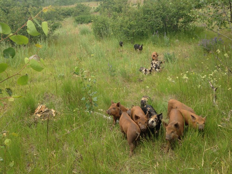 Meatme.ca tweet media