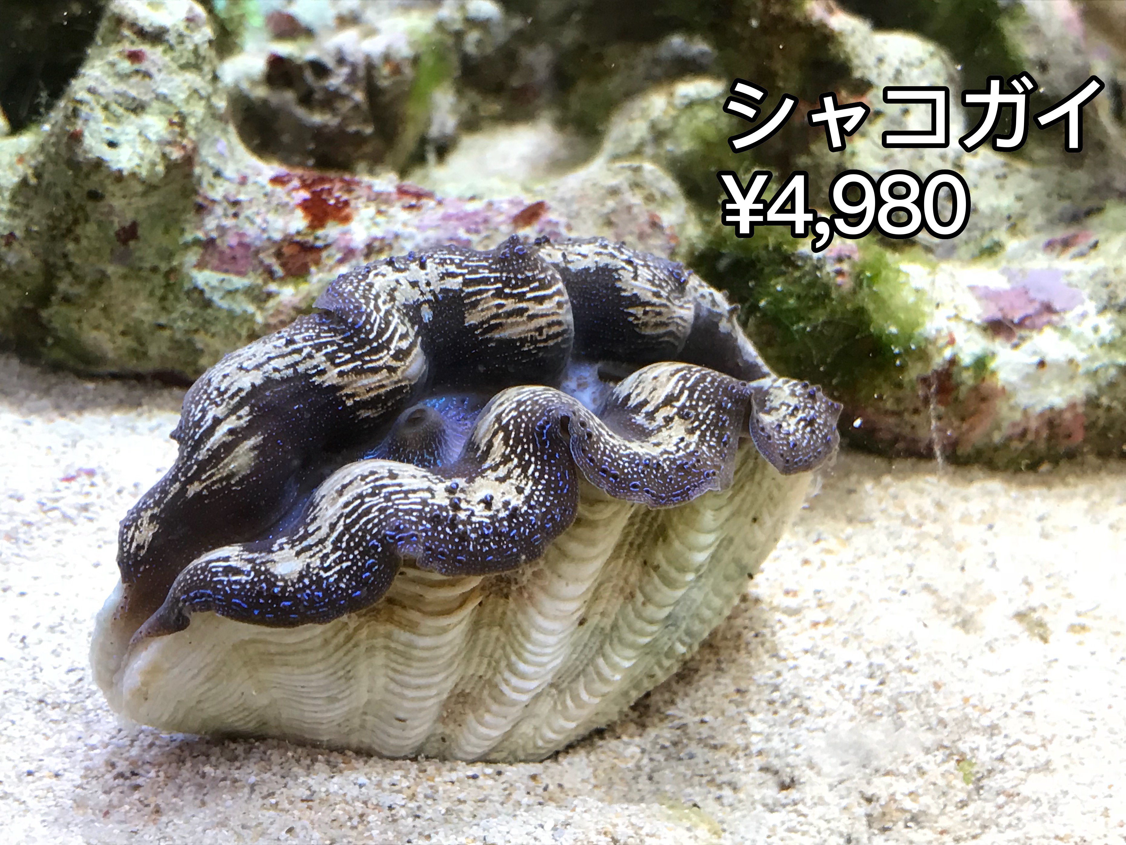 スプラッシュ 戸塚店 更にミドリイシサンゴとシャコガイの入荷もありました サンゴ ミドリイシサンゴ シャコガイ 販売 T Co Ub4lqmwszs Twitter