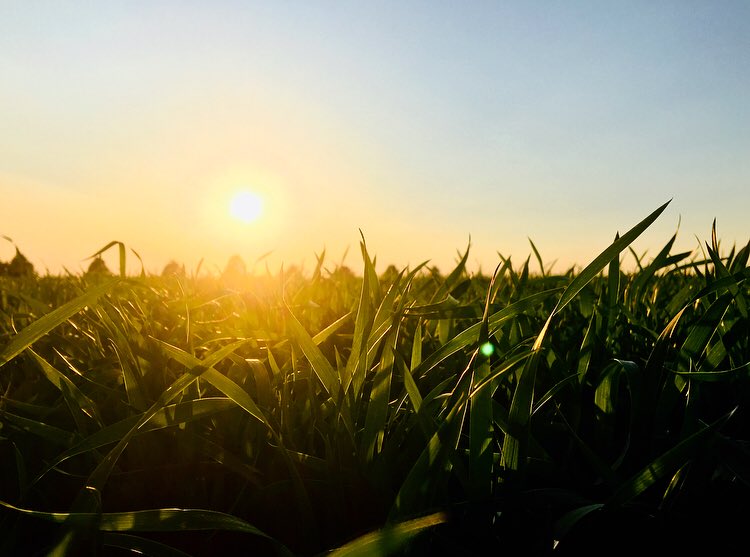 I’ve found the best time of day to scout wheat...its dry aaaand gorgeous 🙌🏻 #twheat2018