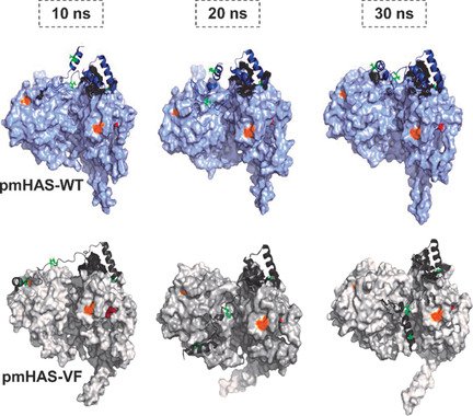ChemBioChem's tweet photo. #Proteinengineering is used to improve hyaluronic acid production in hyaluronan #synthases (Schwaneberg @RWTH) https://t.co/Dsa8iSOjBH https://t.co/9SV2HcU4jB