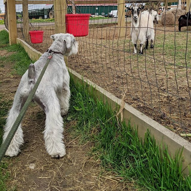 lildogbigcity's tweet image. Hey bro, got any beard tips? 🐐
#beardedbros
_
.
.
.
.
#miniatureschnauzer #minischnauzer #schnauzer #schnauzersoftoronto  #norm  #instapets #instadog #dogsofinstagram #dogstagram #puppylove #toronto #torontodogs #dogsoftoronto #dogs #puppy #ilovemydo… ift.tt/2KRi5vR