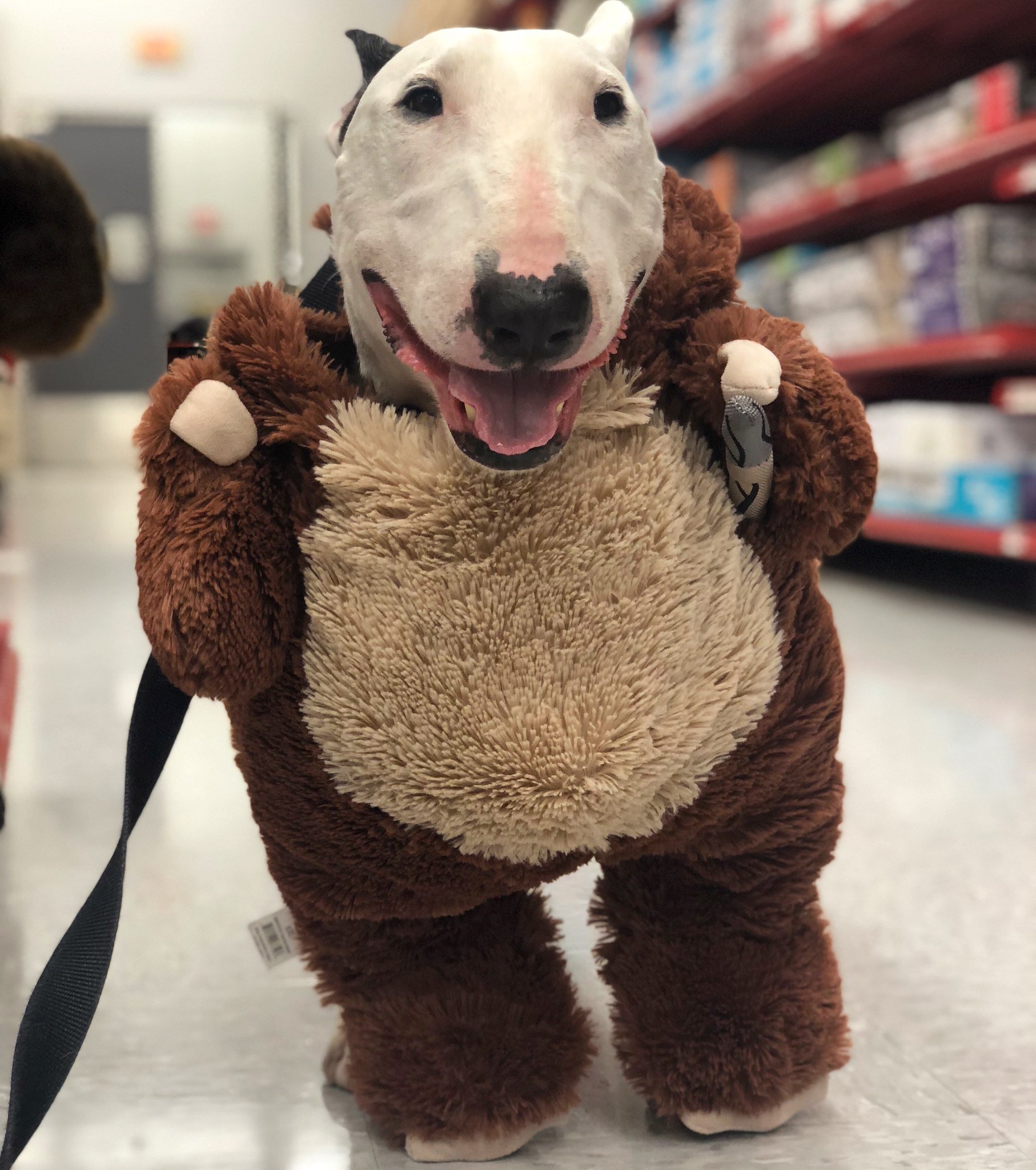 english bull terrier soft toy