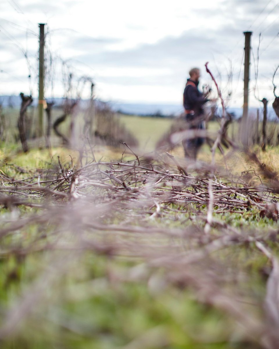 RT <a href="/Wine_Australia/">Wine Australia</a>: The Yarra Valley Cabernet Sauvignon - A Modern Classic Master class at #VinexpoHK explores the modern style of Yarra Cabernet. Join us 30 May 11:30AM at the Wine Australia stand #aussiewine