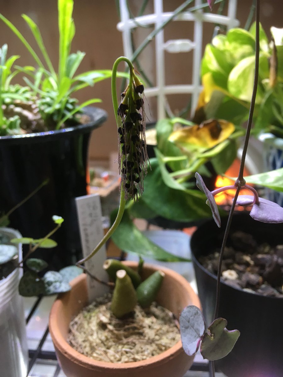 hamaumau's tweet photo. 私を植物沼に引き入れてくれた子達。
どの子も色んな好み個性があって辞められない。 https://t.co/QLEu6wPxvK