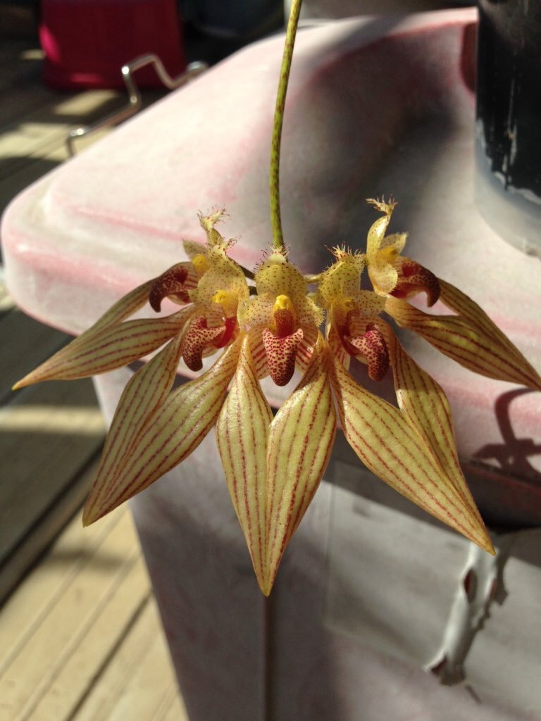hamaumau's tweet photo. 私を植物沼に引き入れてくれた子達。
どの子も色んな好み個性があって辞められない。 https://t.co/QLEu6wPxvK