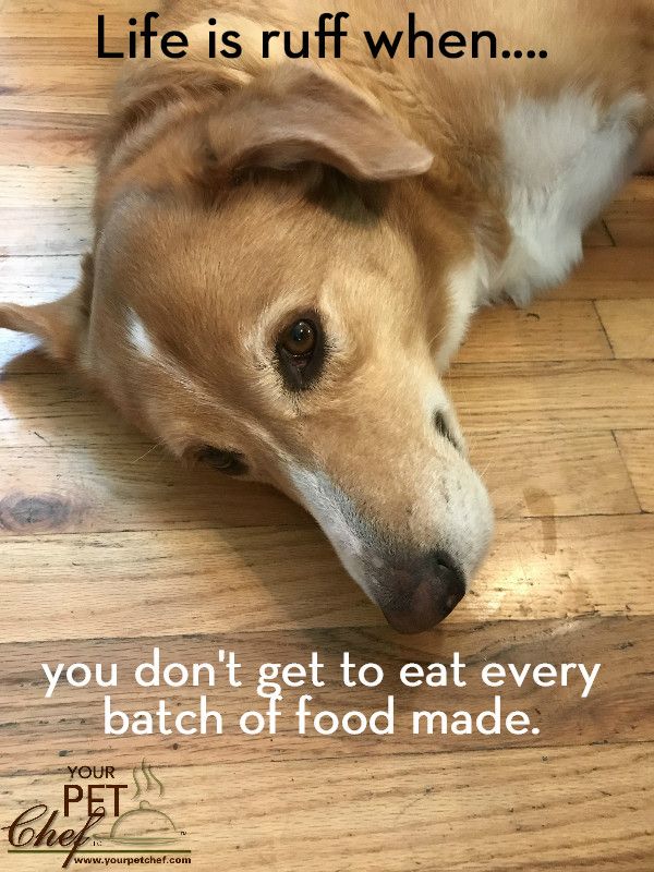 Your Pet Chef tweet media