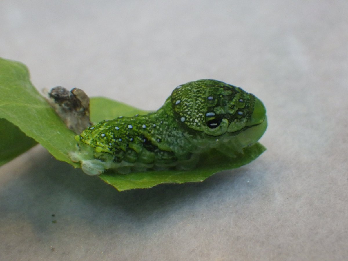 足立区生物園 No Twitter 脱皮 を終えたばかりの カラスアゲハ の終齢幼虫 細かく散りばめられた白い点に他の アゲハチョウ の仲間の 幼虫 とは一味違った雰囲気を感じませんか 違いがよくわからない と思った方は是非 チョウ の飼育室へお越しください 生物