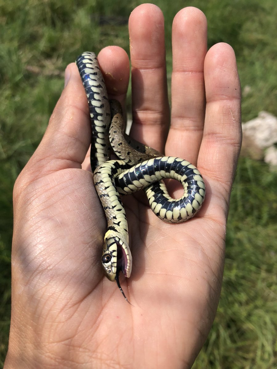 Grass Snake Natrix Natrix Playing Dead Stock Photo 164627012