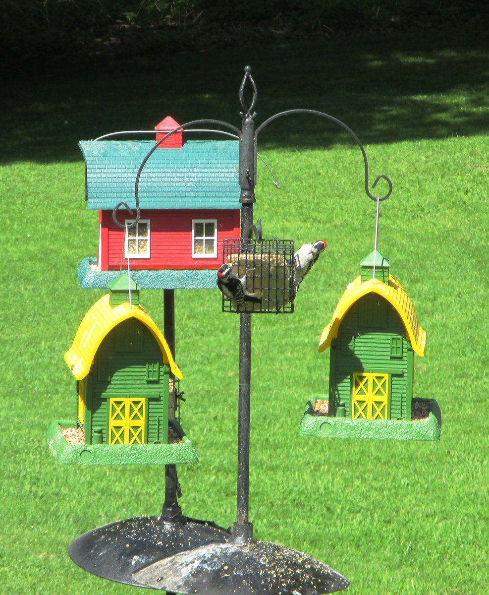 Two #HairyWoodpeckers sharing some suet.