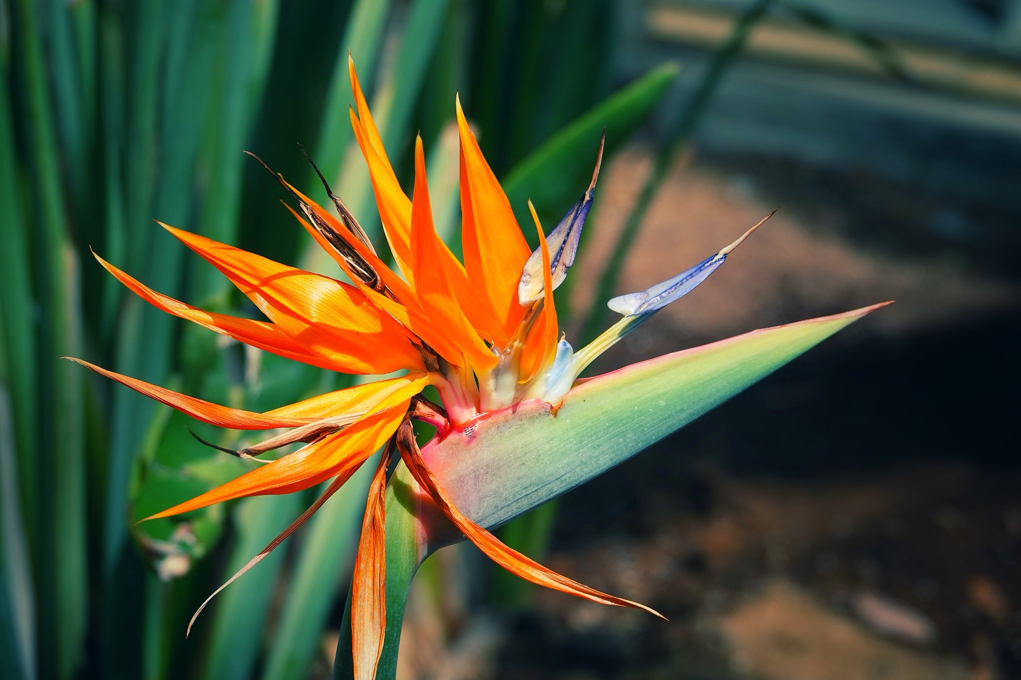南の花 Twitter Search Twitter
