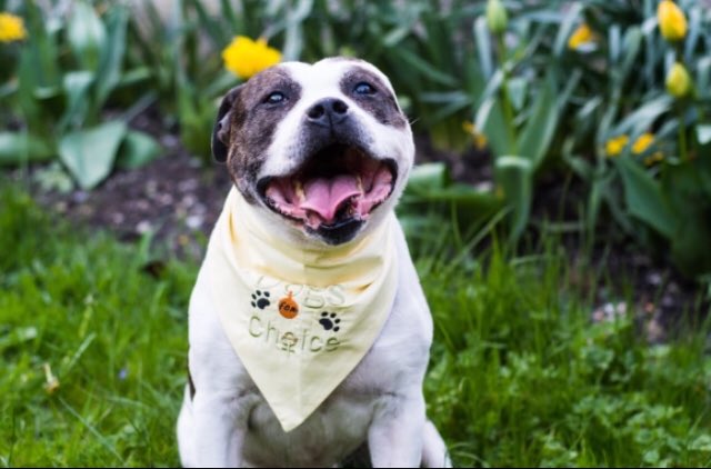 smythyb's tweet photo. Our lovely Jabba is clearly delighted to be part of @DogsForChoice He is a lover not a fighter but he is prepared to fight to #repealth8th #Dogs4Yes #Together4Yes https://t.co/k3RzGSKMZb