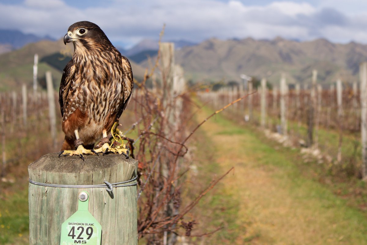 Lake_Chalice's tweet photo. Introducing our Brand Ambassador - 'Fern' the kārearea (native NZ falcon)
Taking a well earned rest on a strainer post in our Eyrie vineyard in Marlborough's southern Waihopai Valley.
@NzFalcons
#MFCT #RaptorConservation #NZFalcon #LakeChaliceWines #WaihopaiVineyards https://t.co/PCxWjT4F6O