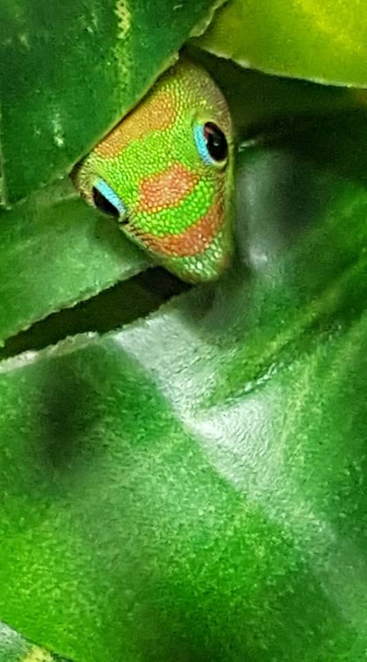 pet supplies plus lizards