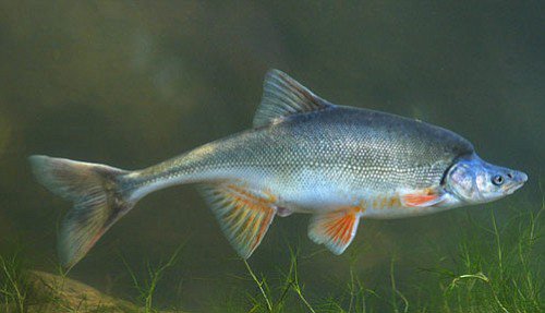 SavinNemo's tweet photo. In an attempt to save endangered fish, an act can be placed to make it illegal to catch a certain species for a limited time. Like a hunting season for a short time of the year https://t.co/ZysJybzHqr