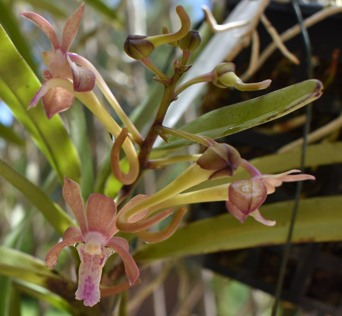 ConnieYurkus's tweet photo. #VandaHiroshimaChoice is handling the high sun levels like a pro. #orchids, #MotesOrchids, #minivanda, #neofinetia, #aerides, #flowers, #flowerbuds https://t.co/2TsCLEoiGr