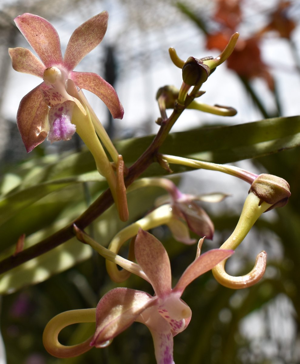 ConnieYurkus's tweet photo. #VandaHiroshimaChoice is handling the high sun levels like a pro. #orchids, #MotesOrchids, #minivanda, #neofinetia, #aerides, #flowers, #flowerbuds https://t.co/2TsCLEoiGr