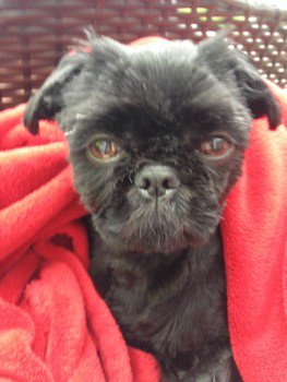 millypod1's tweet photo. 🆘LOUIE #Lost #ScanMe Black Shih Tzu Male
Stafford Road #Seaford #EastSussex #BN25
https://t.co/NobvnUOnfO https://t.co/R1m4onSCys