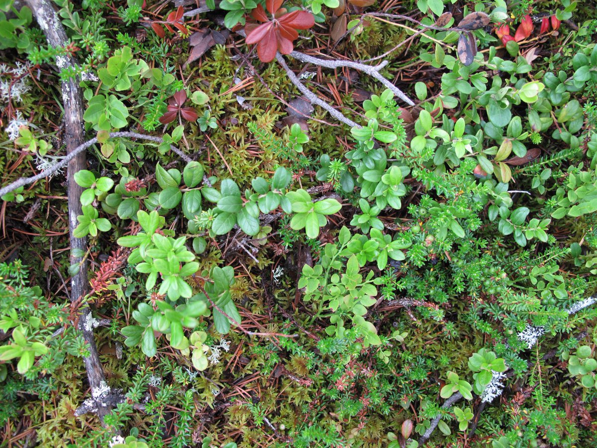 PaulKardol's tweet image. Yeah, our Nature paper is out! The long-term effects of
plant species loss on community properties:  rdcu.be/O2zJ @nicolasfanin  #biodiversity #communitystability #contextdependency