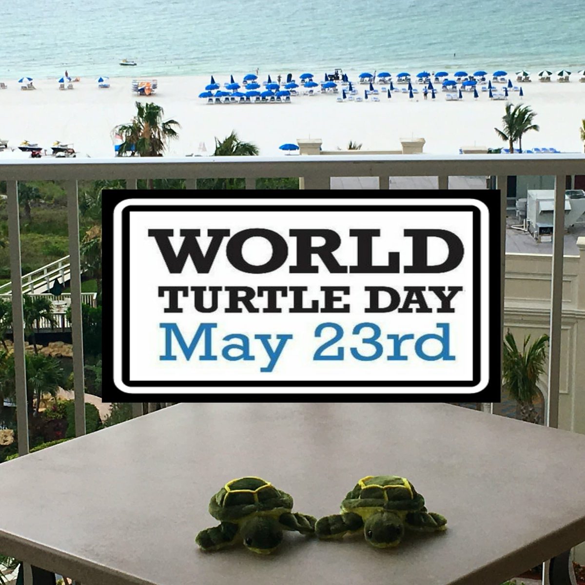 MarcoResort's tweet image. Happy #WorldTurtleDay from #marcoisland 🐢 #loveFL
