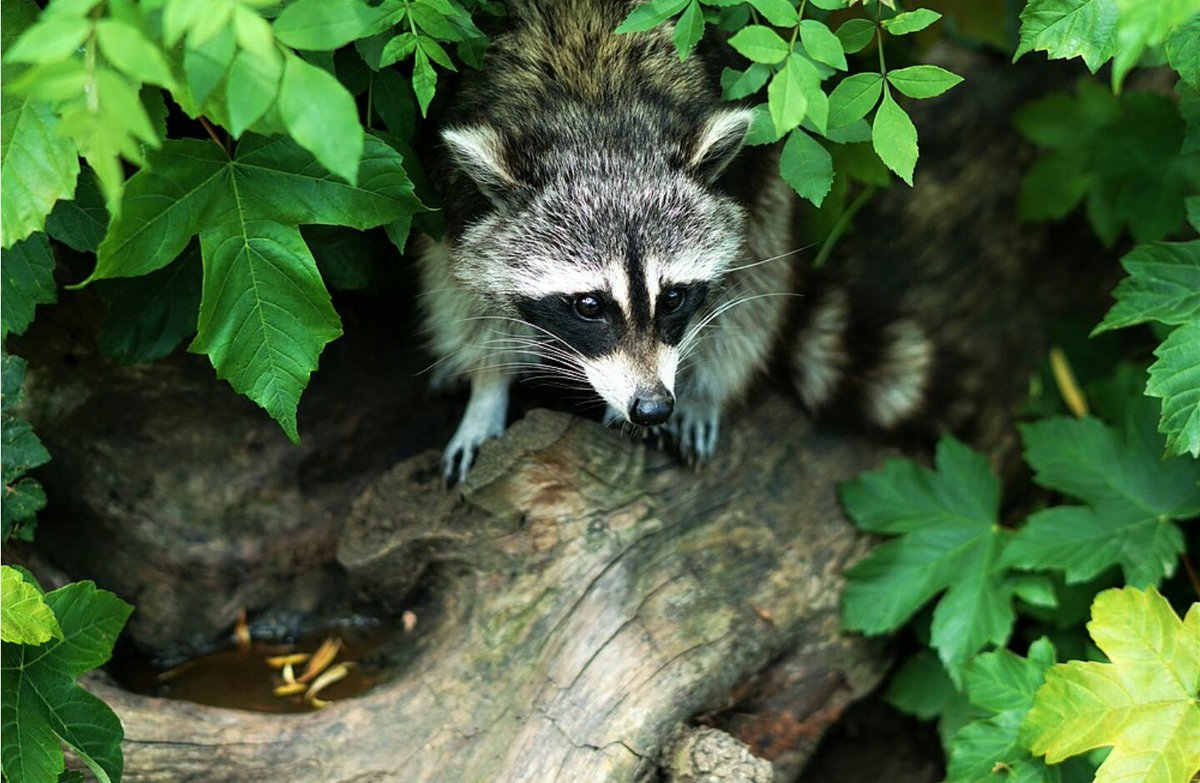 _WildNorth_'s tweet photo. La introducción de especies invasoras o la sustitución de especies autóctonas por interés económico o similar afecta gravemente a España. Una especie exótica como el visión americano, los mapaches o el cangrejo rojo perjudican a las especies nativas. @ODSprof  #WildNorth https://t.co/PHEhosxayA