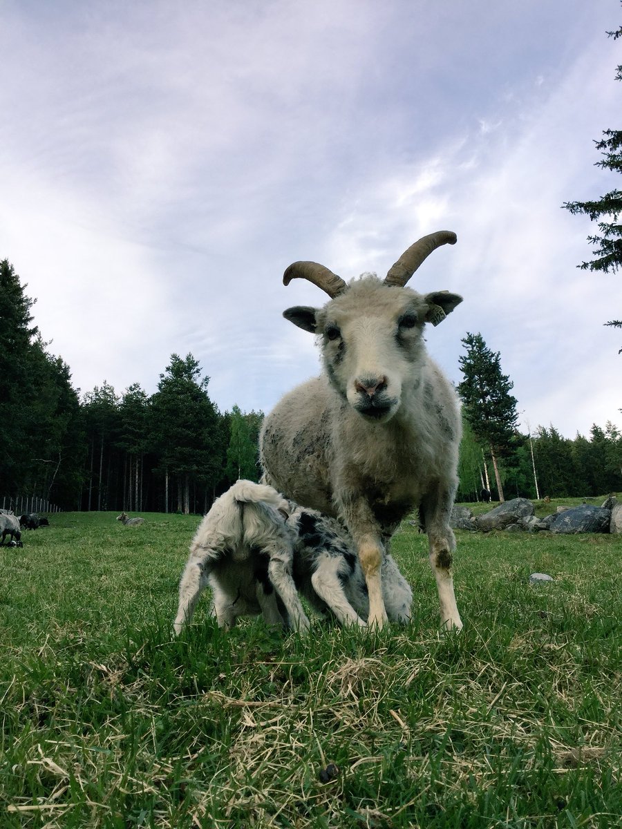 #Kvithild har fått 2 fine værlam😍 Lurer på hvem sin tallerken de havner på til høsten😉 <a href="/Smabrukarlaget/">Småbrukarlaget</a> <a href="/jongdale/">Jon Georg Dale</a> <a href="/Nationen_as/">Nationen</a> <a href="/MereteFuruberg/">Merete Furuberg</a> <a href="/VGHelg/">VG Helg</a> <a href="/fribonde/">Hans Bårdsgård</a> <a href="/destLILLEHAMMER/">Visit Lillehammer</a>