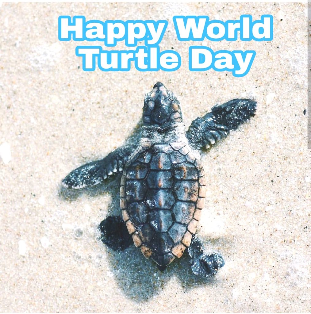 MarcoResort's tweet image. Each May and continuing through early August, female loggerhead sea turtles crawl out of the Gulf of Mexico and nest on Marco Island's beach #WorldTurtleDay on the @ParadiseCoast