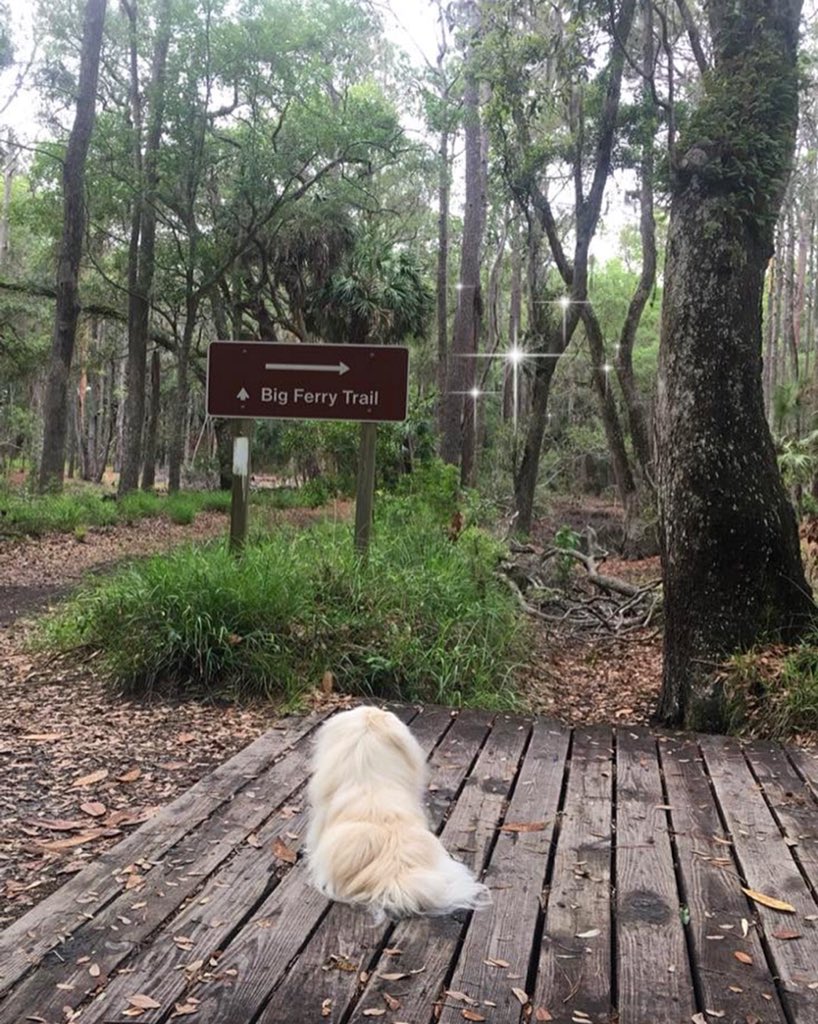 LilCaliGurl's tweet photo. #exploring came across Big Ferry Trail. Do you beleeb in #fairies ? I did until today! Just my #poopfairy  #leavealittlesparklewhereveryougo (pleaze don't take offense) #hesnotright 
.
.
#Savannah #skidawaystatepark #caligurl #pekingese #welltraveleddog #flamingler #airstreamlife https://t.co/B44wffj5mS